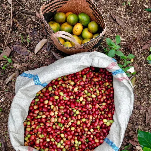 Indonesien Sumatra Gayo Natural