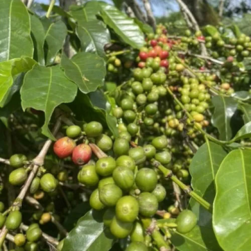 Indonesien Sumatra Gayo Natural